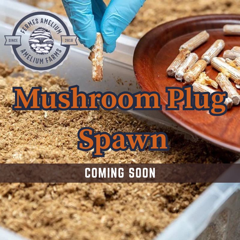Mushroom Plug Spawn