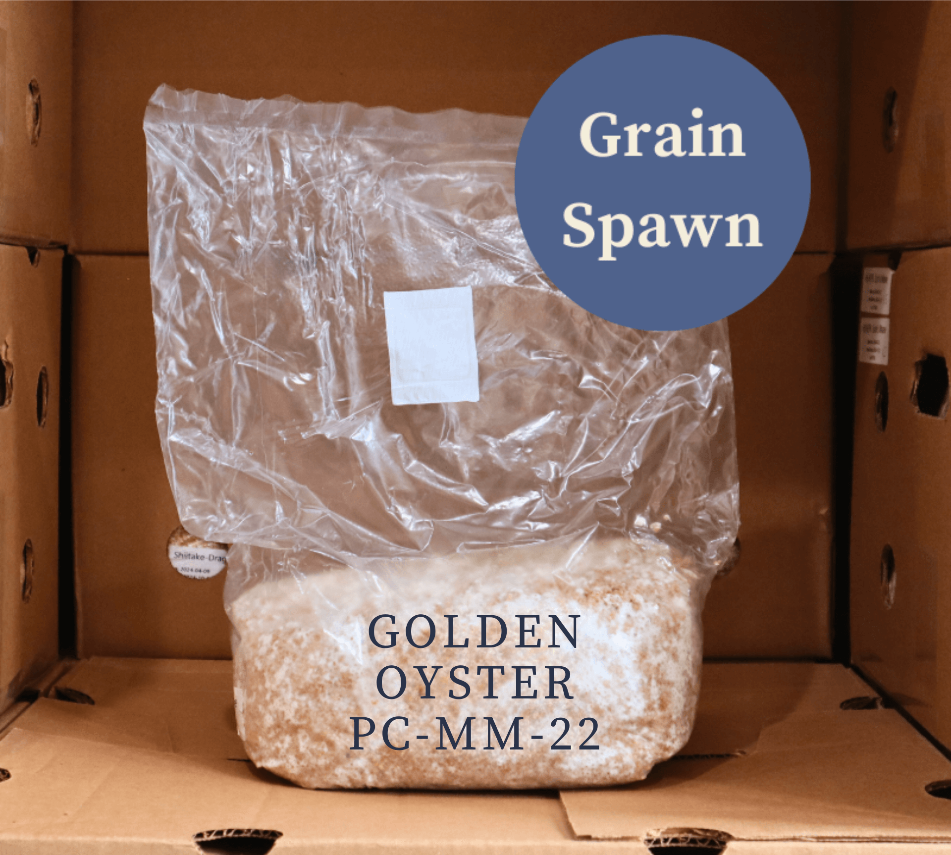 Single Bag of Golden Oyster (PC-MM-22) Mushroom Grain Spawn from Amelium Farms