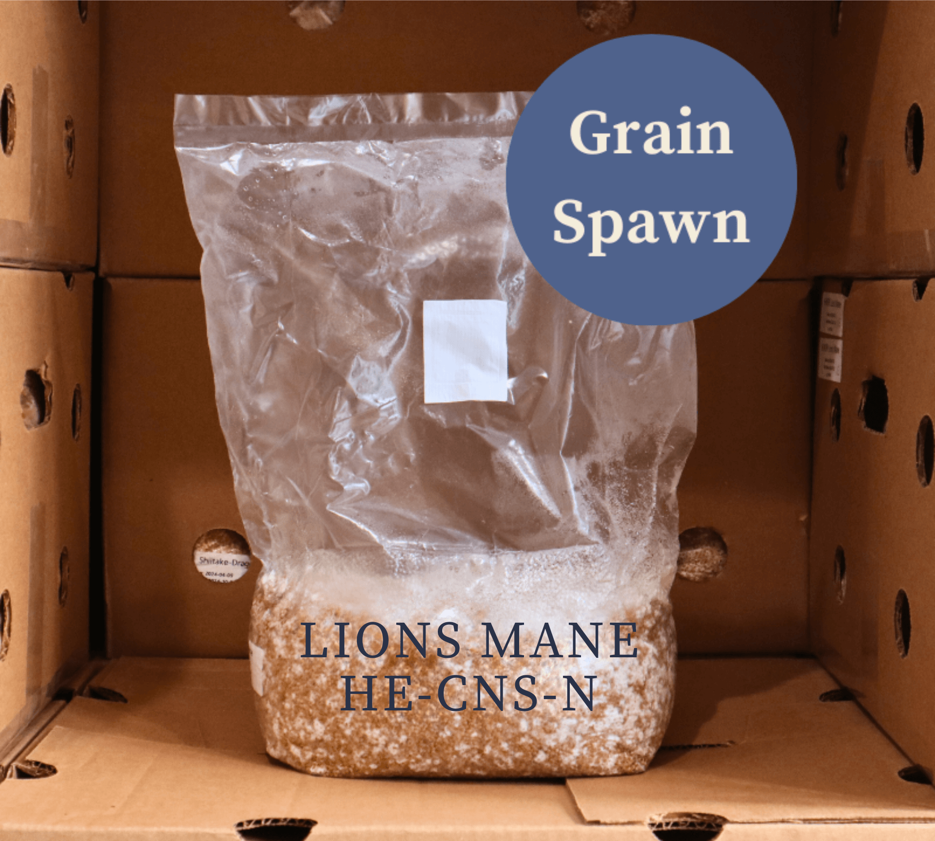 Lion's Mane HE-CNS-N Mushroom Grain Spawn from Amelium Farms