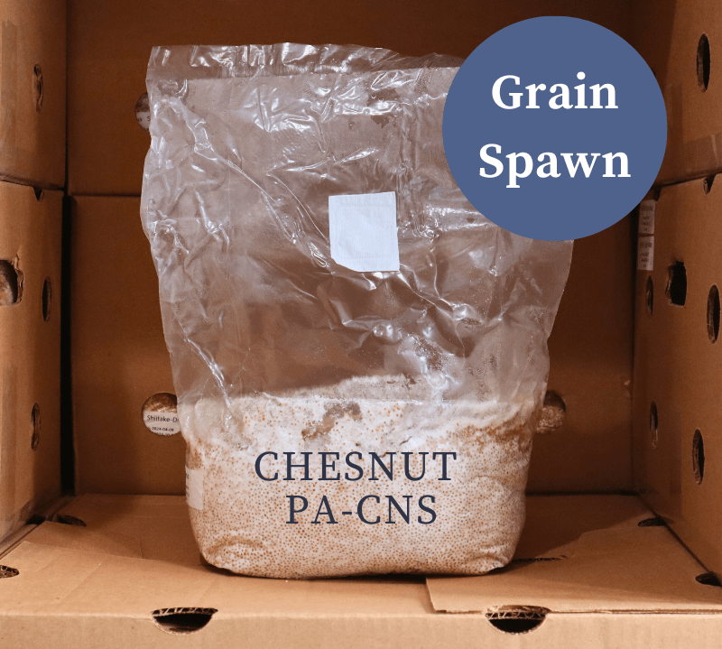 Chestnut (PA-CNS) - Mushroom Grain Spawn