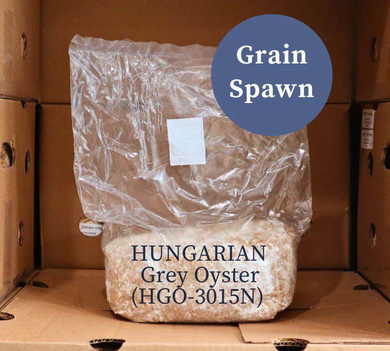 Hungarian Grey Oyster (HGO-3015N) - Mushroom Grain Spawn