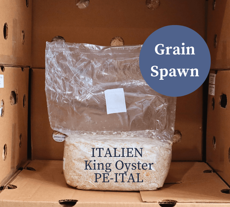 Italian King Oyster (PE-ITAL) - Mushroom Grain Spawn