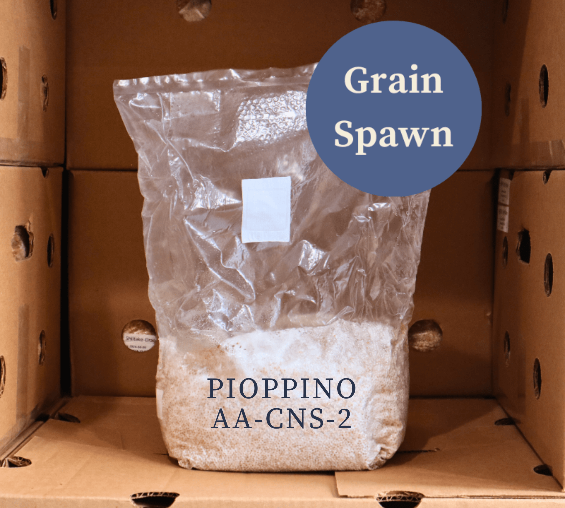 single bag of Pioppino (AA-CNS-2) Mushroom Grain Spawn