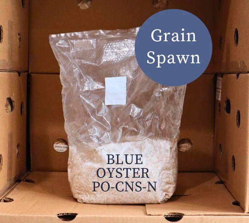 Blue Oyster (PO-CNS-N) - Mushroom Grain Spawn