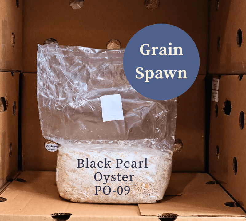 Single Bag of Black Pearl Oyster (PO-09) Mushroom Grain Spawn from Amelium Farms