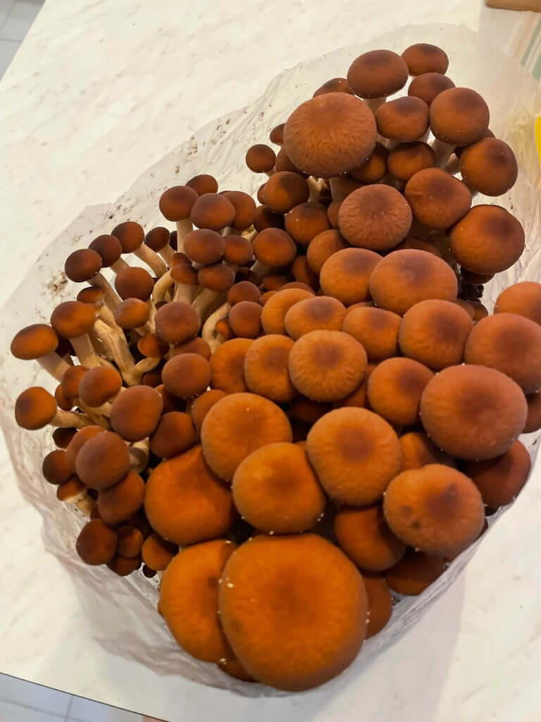Pioppino mushrooms growing from Amelium Farms grow kit