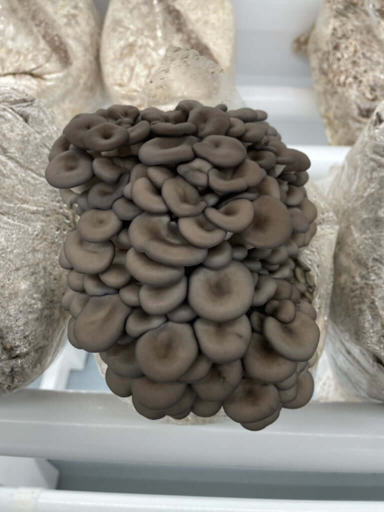 Blue Oyster (PO-CNS-N) - Mushroom Grain Spawn
