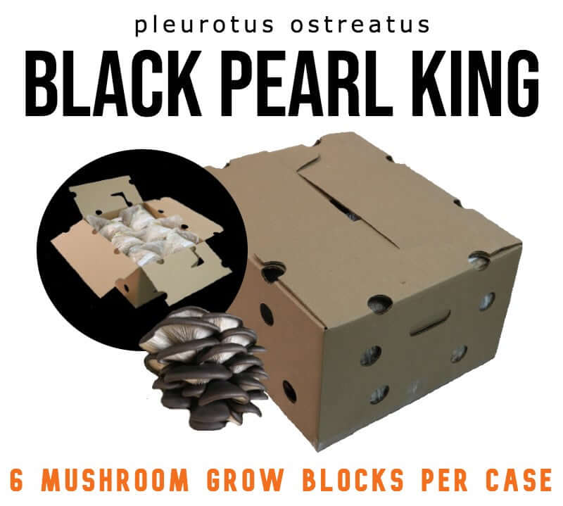 Black Pearl Oyster (PO-09) - Mushroom Fruiting Block