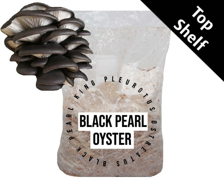 Black Pearl Oyster (PO-09) - Mushroom Fruiting Block