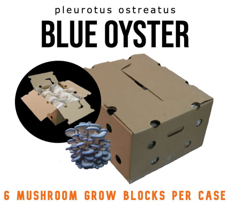 Blue Oyster (PO-CNS-N) - Mushroom Fruiting Block