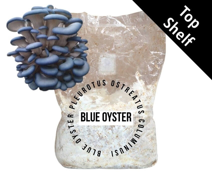 Blue Oyster (PO-CNS-N) - Mushroom Fruiting Block
