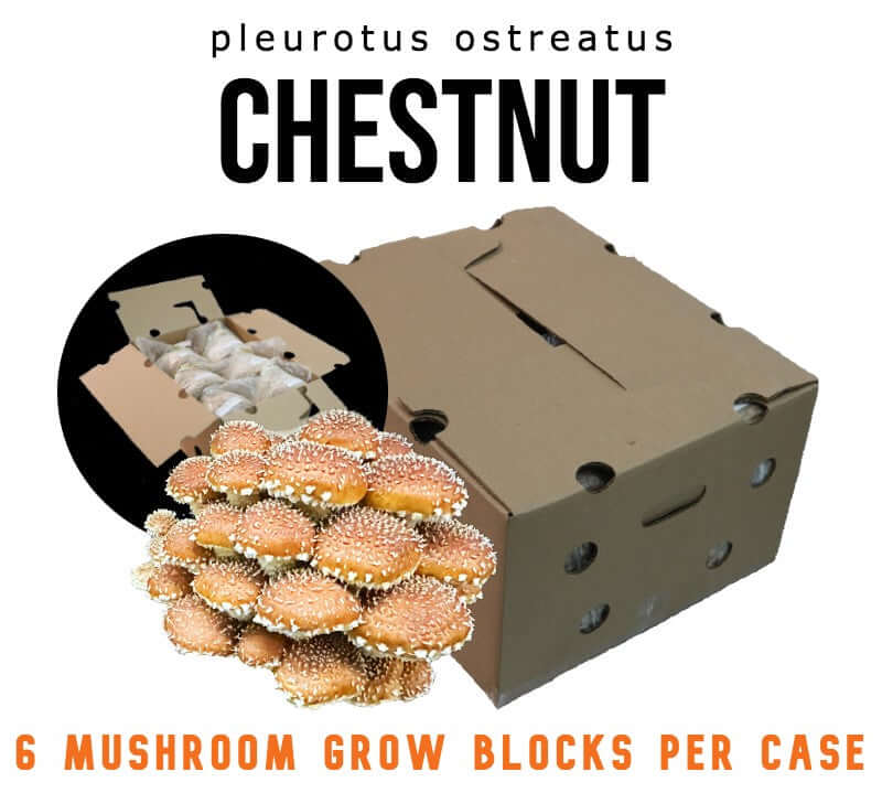Chestnut (PA-CNS) - Mushroom Fruiting Block