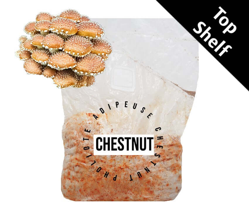 Chestnut (PA-CNS) - Mushroom Fruiting Block