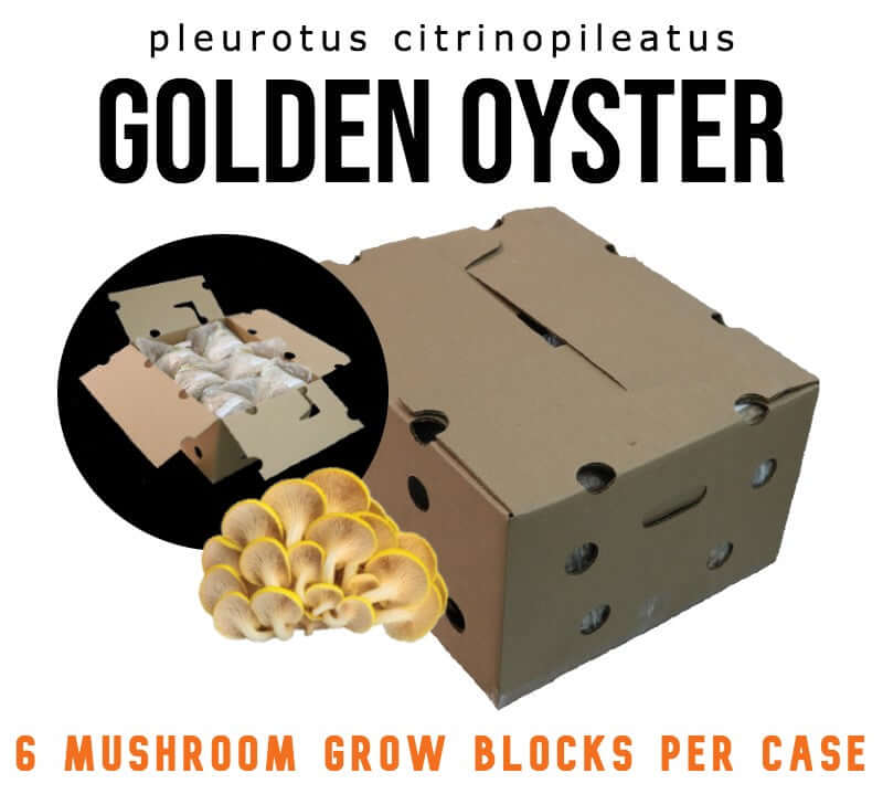 Golden Oyster (PC-MM-22) - Mushroom Fruiting Block