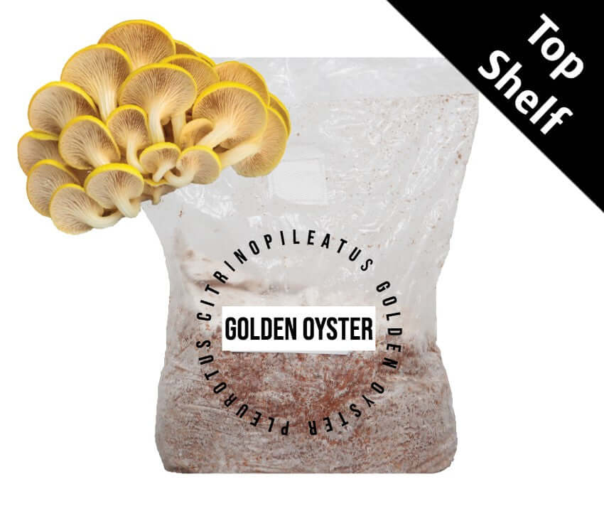 Golden Oyster (PC-MM-22) - Mushroom Fruiting Block