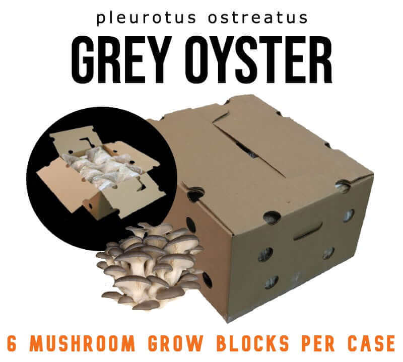 Case of 6 bags of Hungarian Grey Oyster (HGO3015) Mushroom Fruiting Blocks from Amelium Farms