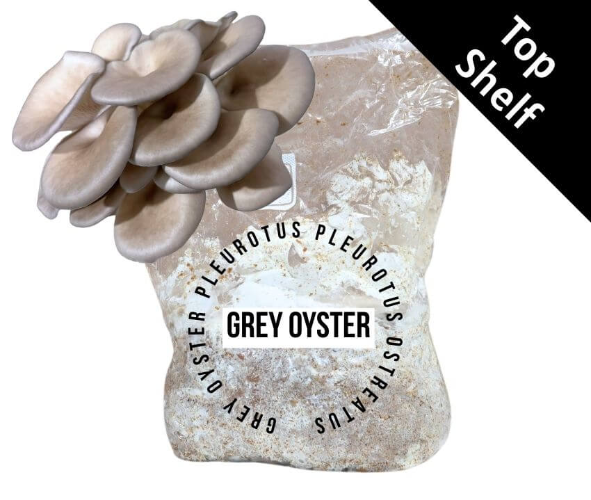 Single bag of Hungarian Grey Oyster (HGO3015) Mushroom Fruiting Block from Amelium Farms