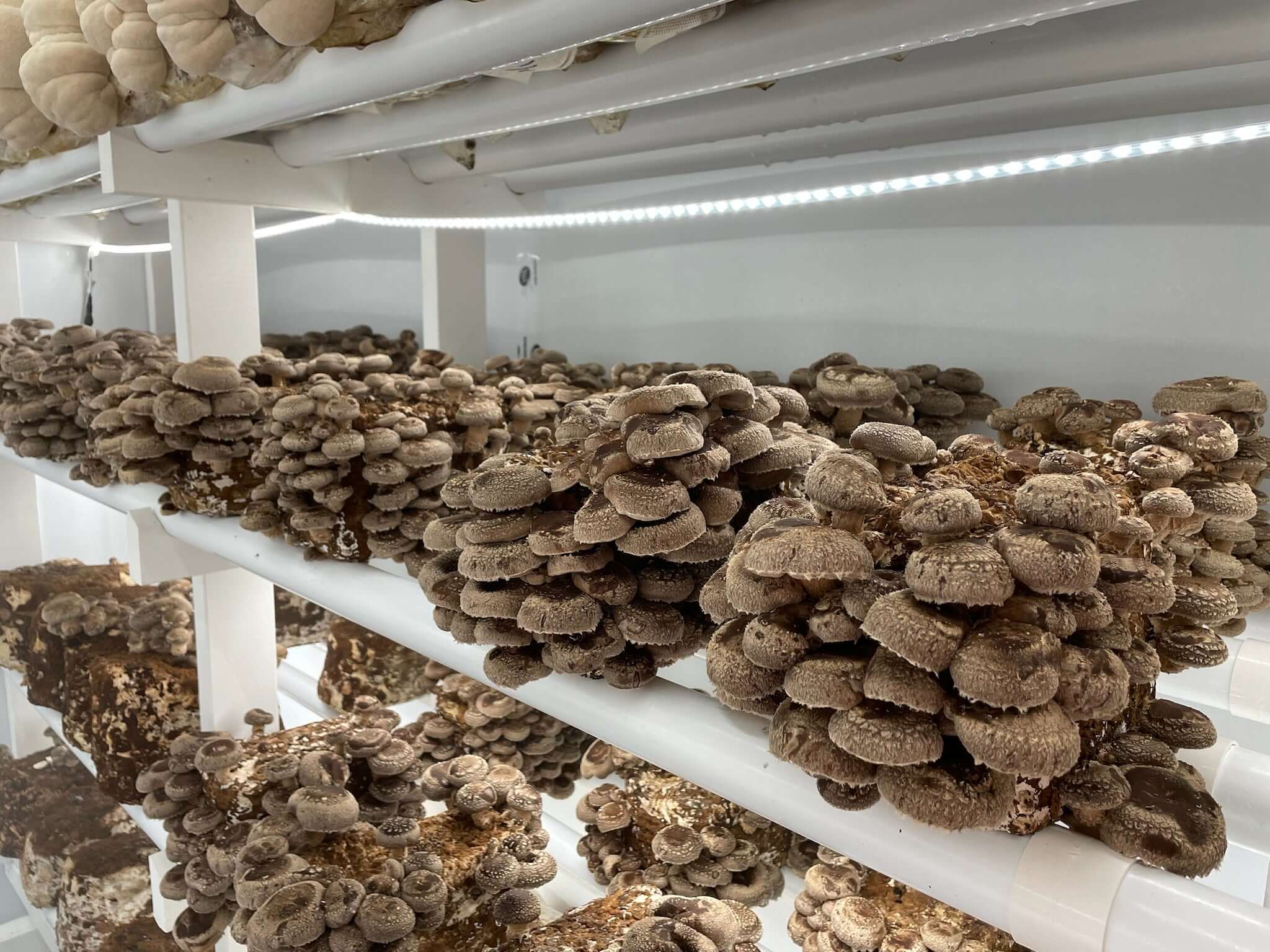 Growing Shiitake mushrooms derived from Amelium Farms spawn