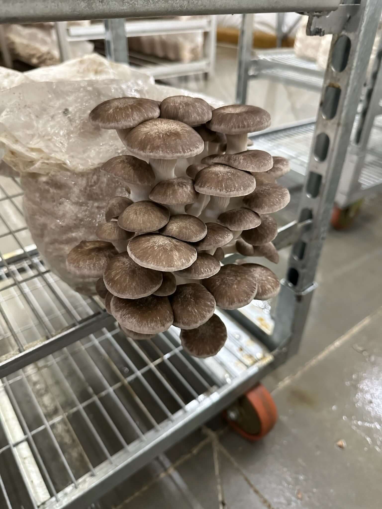 Black Pearl Oyster mushroom growing from Amelium Farms Spawn