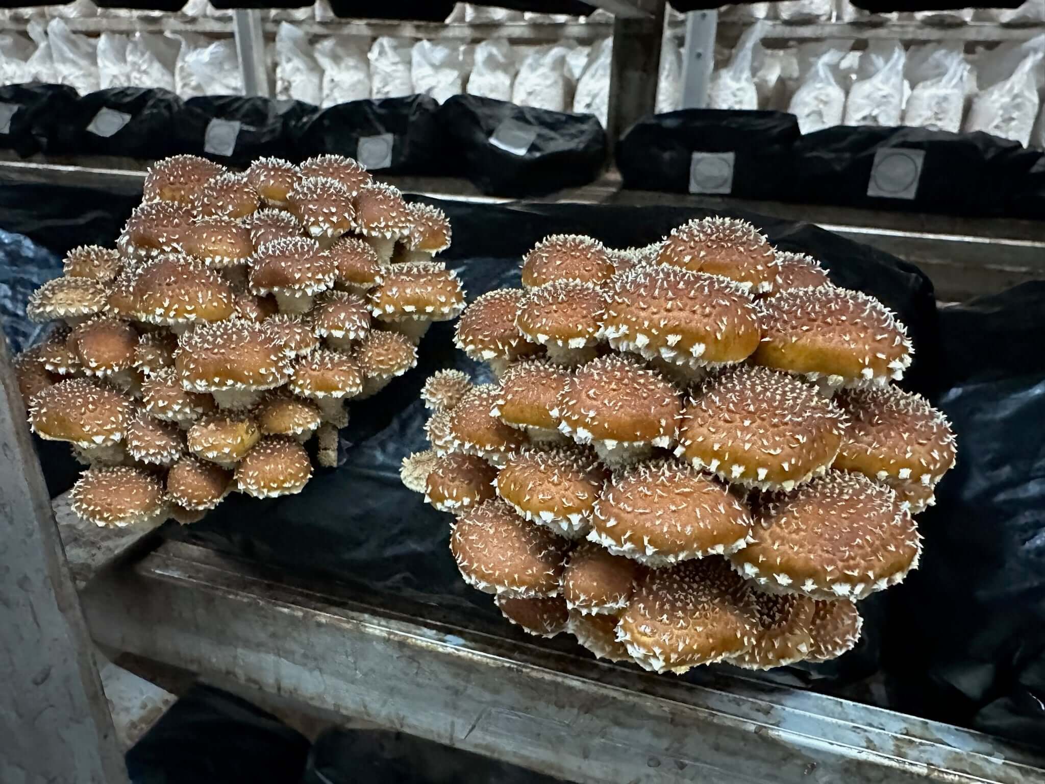 Chestnut (PA-CNS) - Mushroom Fruiting Block