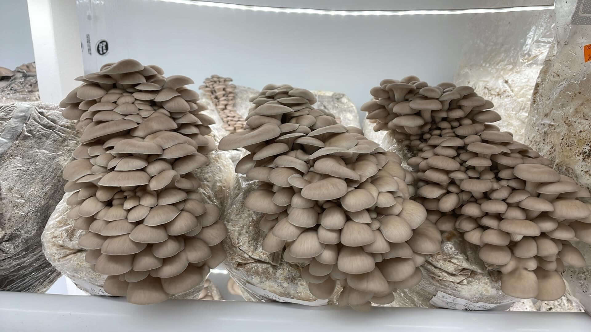 Hungarian Grey Oyster (HGO3015) Mushroom Fruiting from Amelium Farms Fruiting blocks