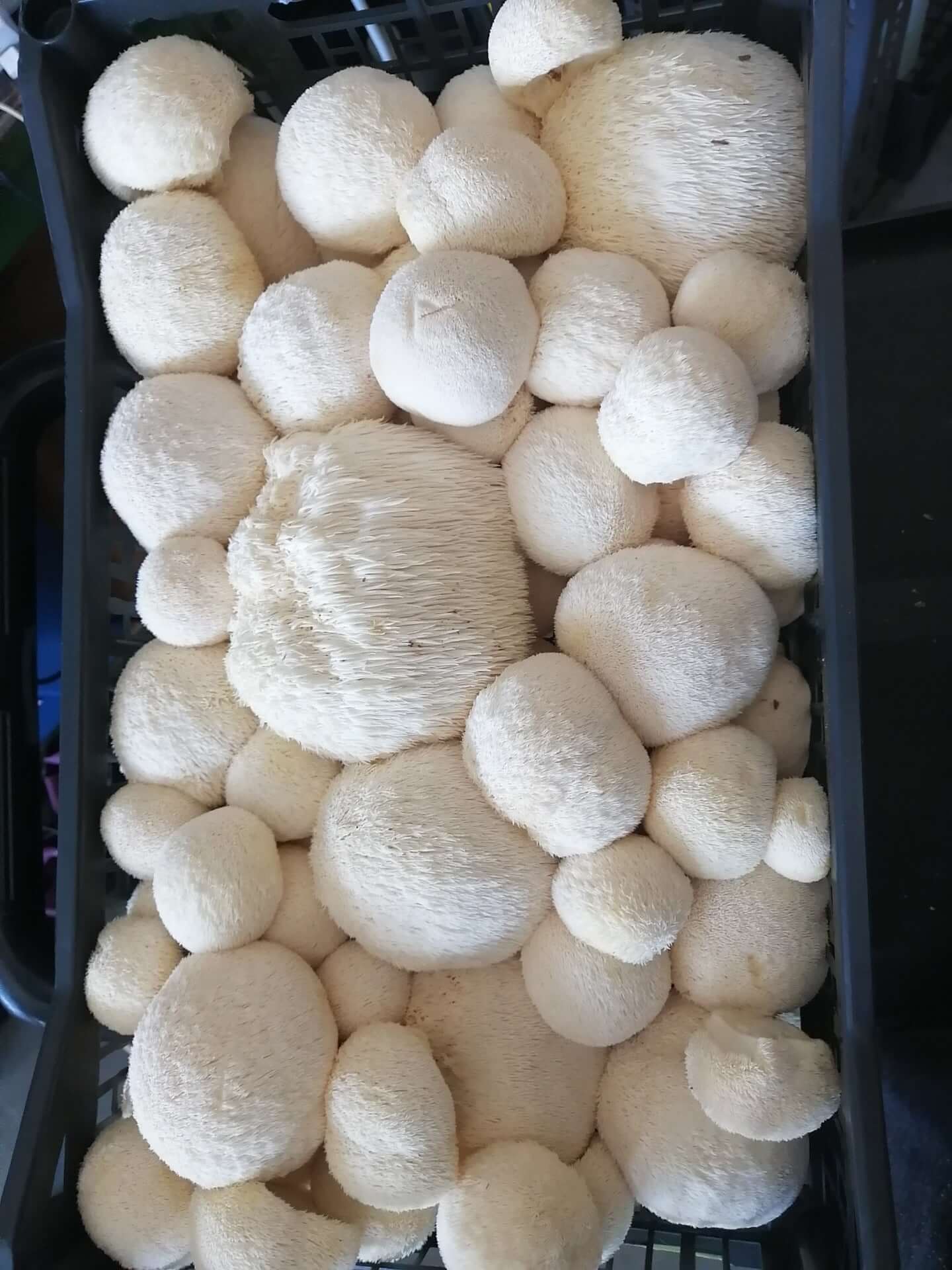 Lion's Mane (HE-CNS-N) - Mushroom Fruiting Block