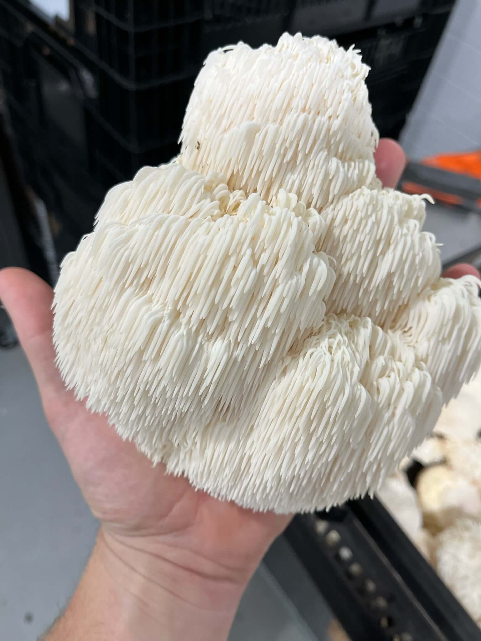 Person holding nice lions mane cluster in hand from Amelium Farms