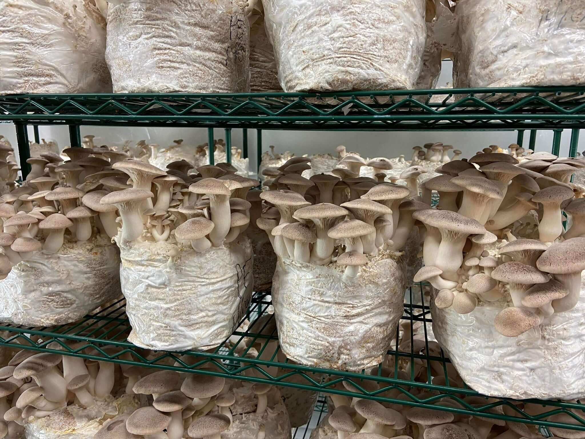 Mushroom Fruiting Block showcasing thriving King Oyster mushrooms in Unicorn grow bags on rack..