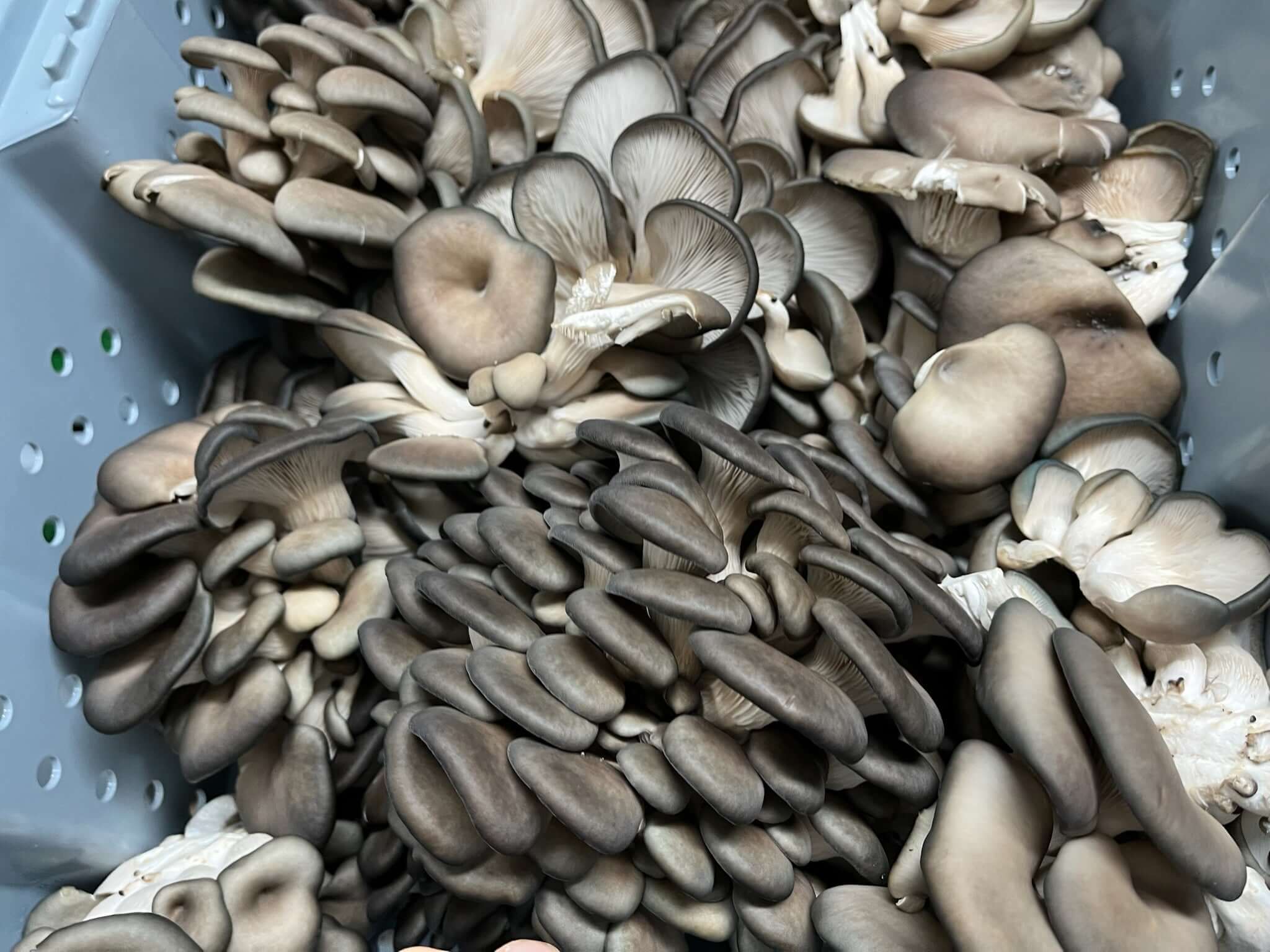 Blue Oyster (PO-CNS-N) - Mushroom Grain Spawn