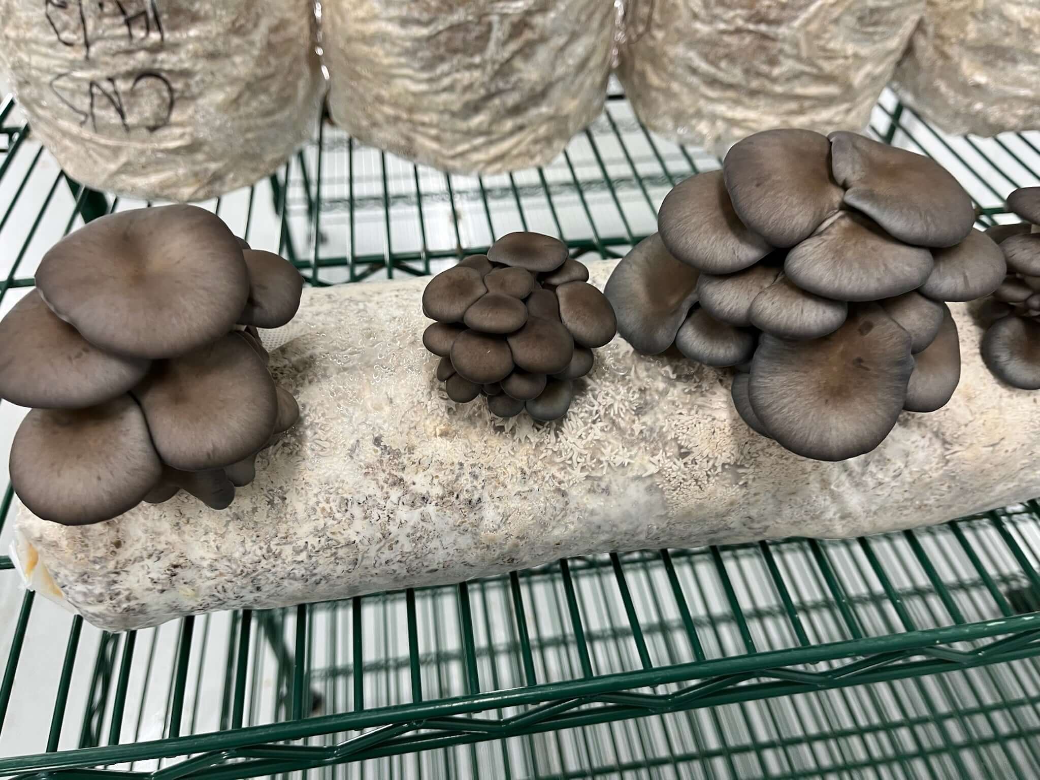 Blue Oyster (PO-CNS-N) - Mushroom Grain Spawn