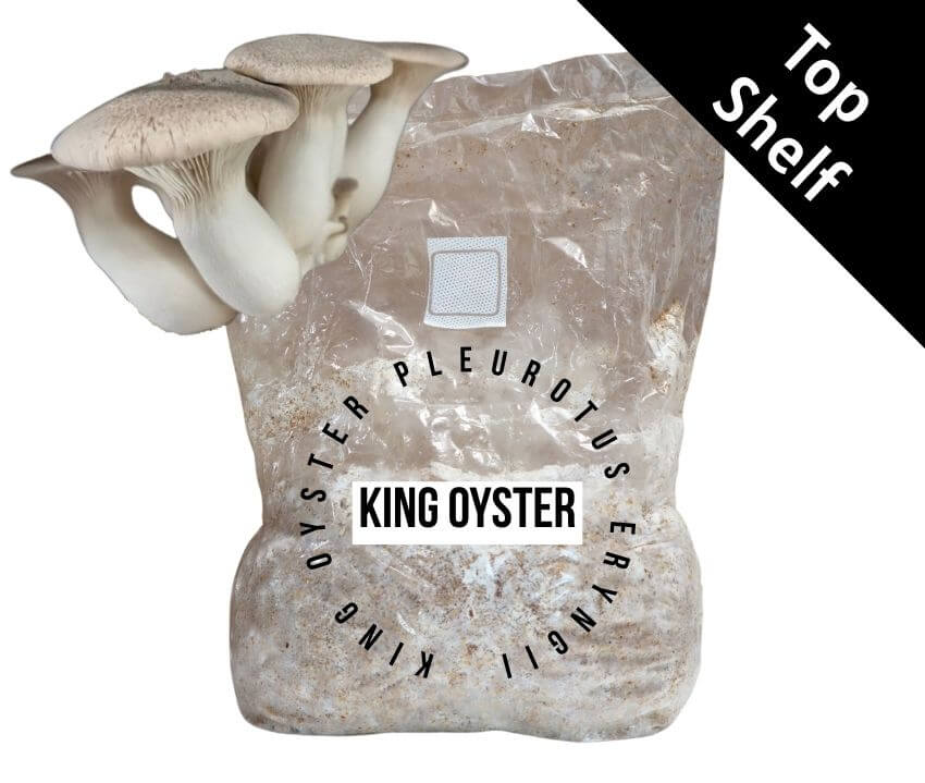 Mushroom Fruiting Block - King Oyster (PE-ITAL) with visible mushrooms and packaging for growing.