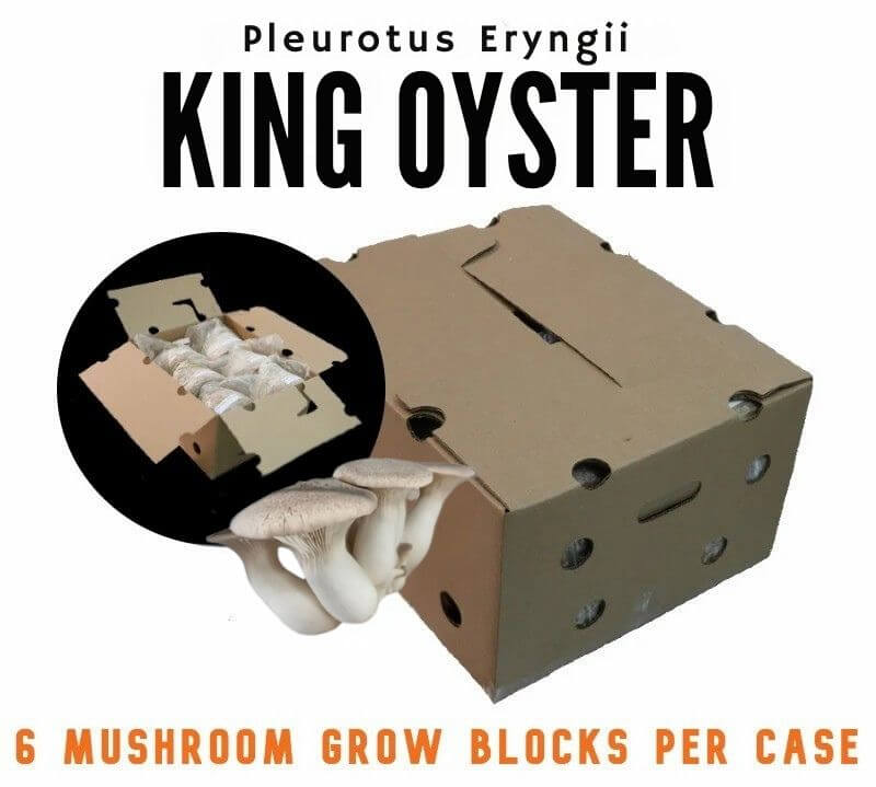 Mushroom Fruiting Block - King Oyster (PE-ITAL) with six grow blocks in a box.