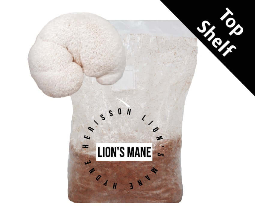 Lion's Mane (HE-CNS-N) - Mushroom Fruiting Block