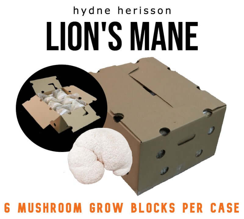 Lion's Mane (HE-CNS-N) - Mushroom Fruiting Block