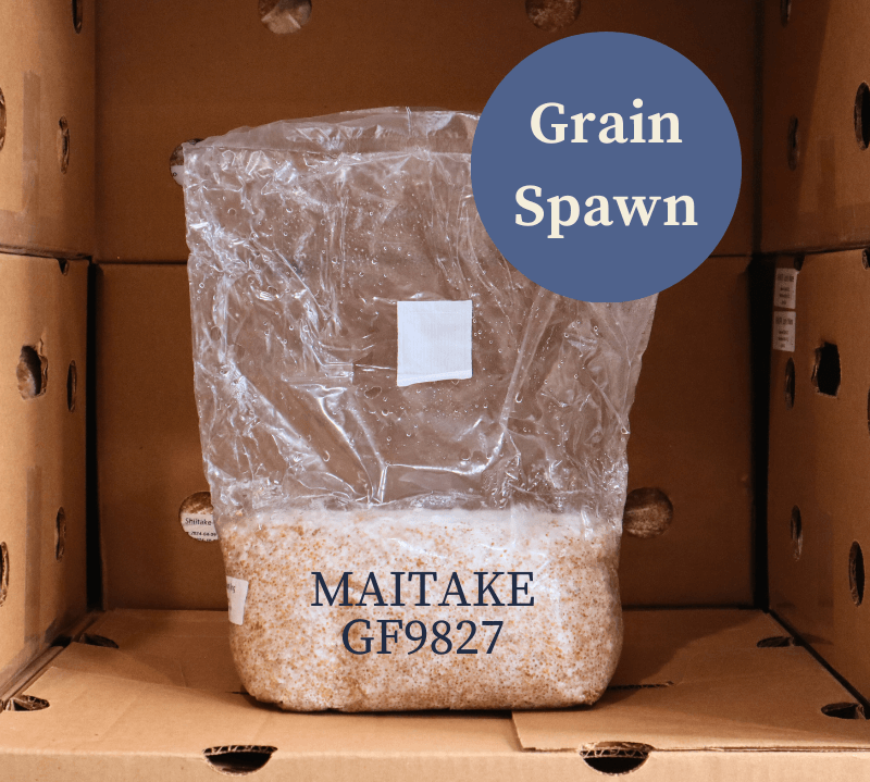 Single Bag of Maitake (GF-9827-5) Mushroom Grain Spawn