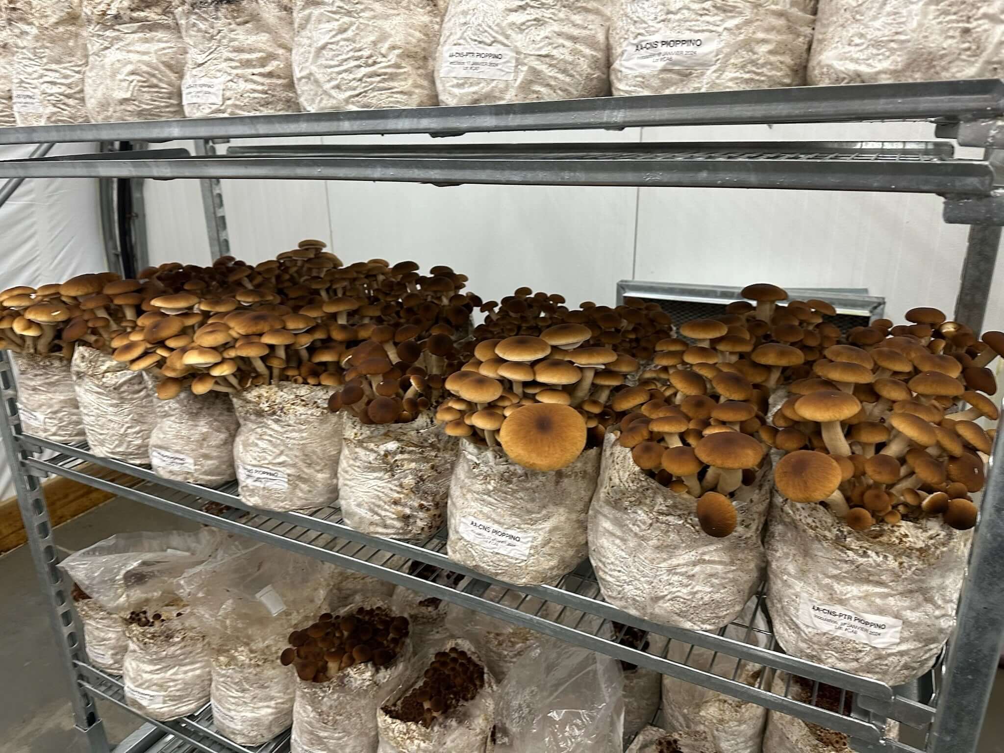Pioppino mushrooms growing from Amelium Farms grow kits