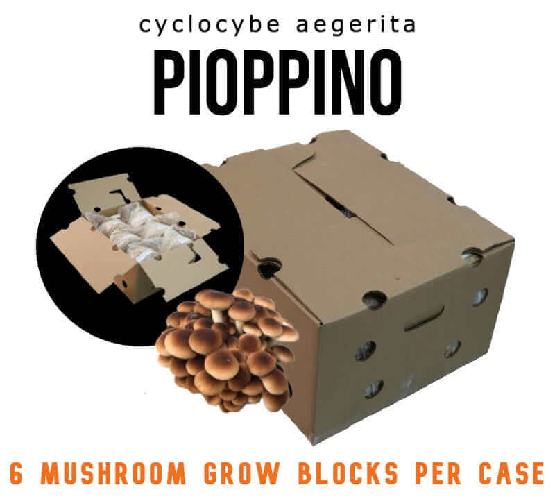 Pioppino (AA-CNS-2) - Mushroom Fruiting Block