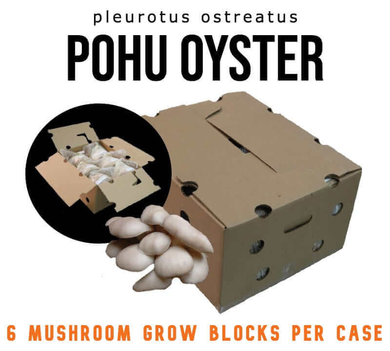 Case of 10 Bags of PoHu Oyster (PO-02) Mushroom Fruiting Block from Amelium Spawn