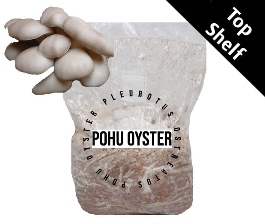 Single Bag of PoHu Oyster (PO-02) Mushroom Fruiting Block from Amelium Spawn