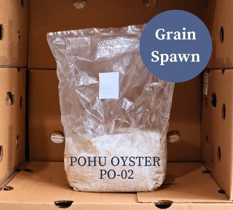 Pohu Oyster (PO-02) - Mushroom Grain Spawn