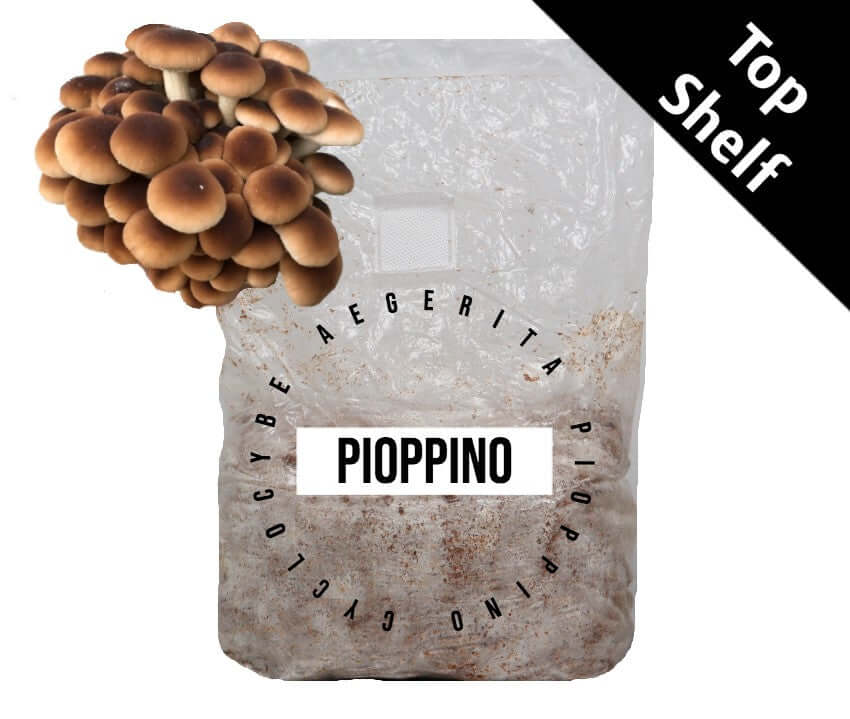 Pioppino (AA-CNS-2) - Mushroom Fruiting Block