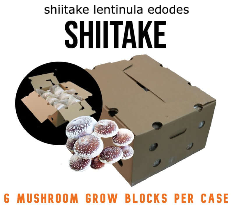 Organic Shiitake (LE-Drago) - Mushroom Fruiting Block