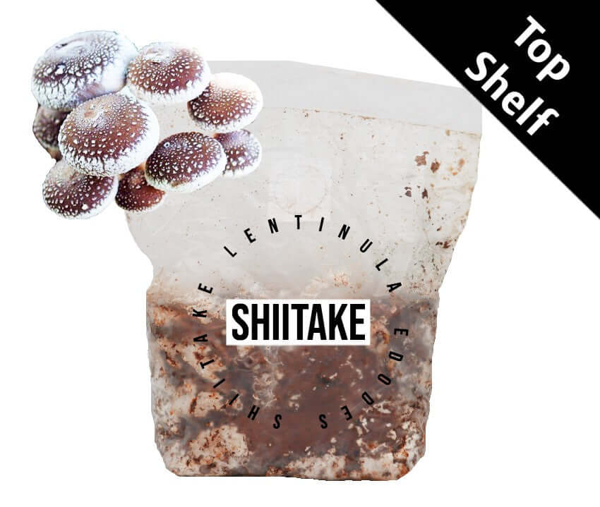 Organic Shiitake (2 varieties) - Mushroom Fruiting Block