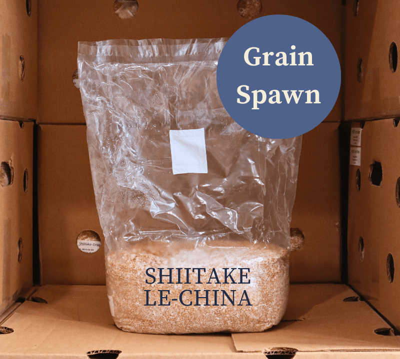 Single bag of Shiitake Mushroom Grain Spawn from Amelium Farms