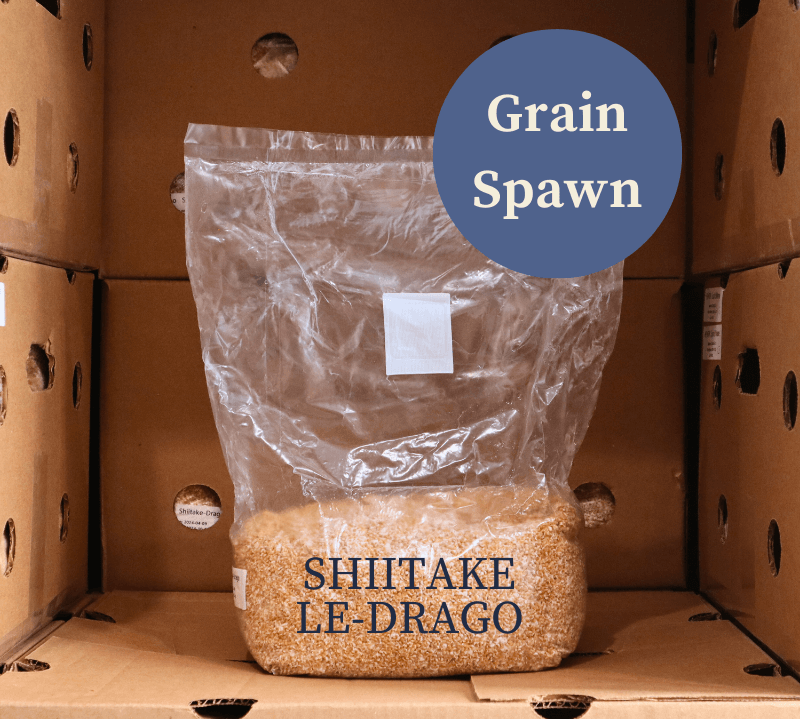 Single Bag of shiitake mushroom grain spawn from Amelium Farms