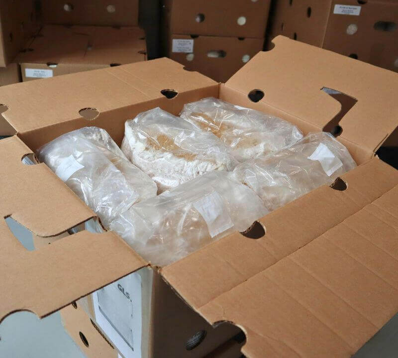case of 10 Bags of Black Pearl Oyster (PO-09) Mushroom Grain Spawn from Amelium Farms