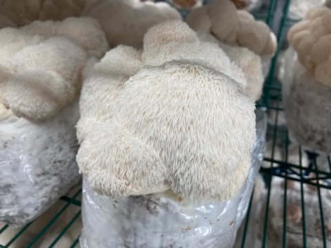 Lion's Mane (HE-CNS-N) - Mushroom Fruiting Block