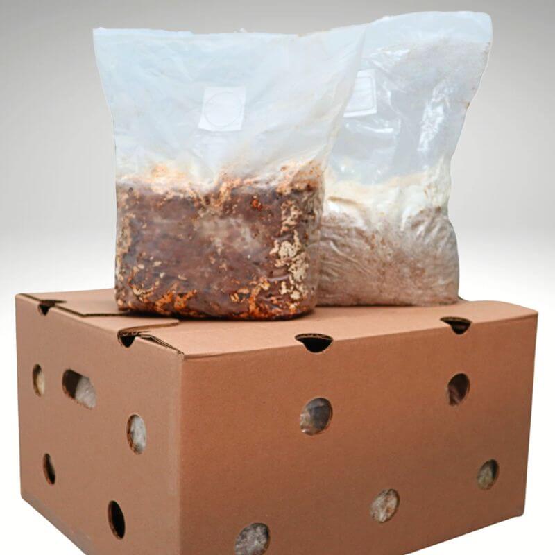 Customized case of 6 mushroom grow kits/fruiting blocks