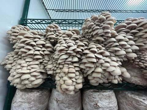 Hungarian Grey Oyster (HGO3015) Mushroom Fruiting from Amelium Farms Fruiting blocks