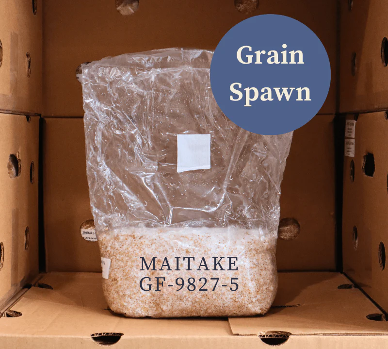 Maitake (GF-9827-5) - Mushroom Grain Spawn